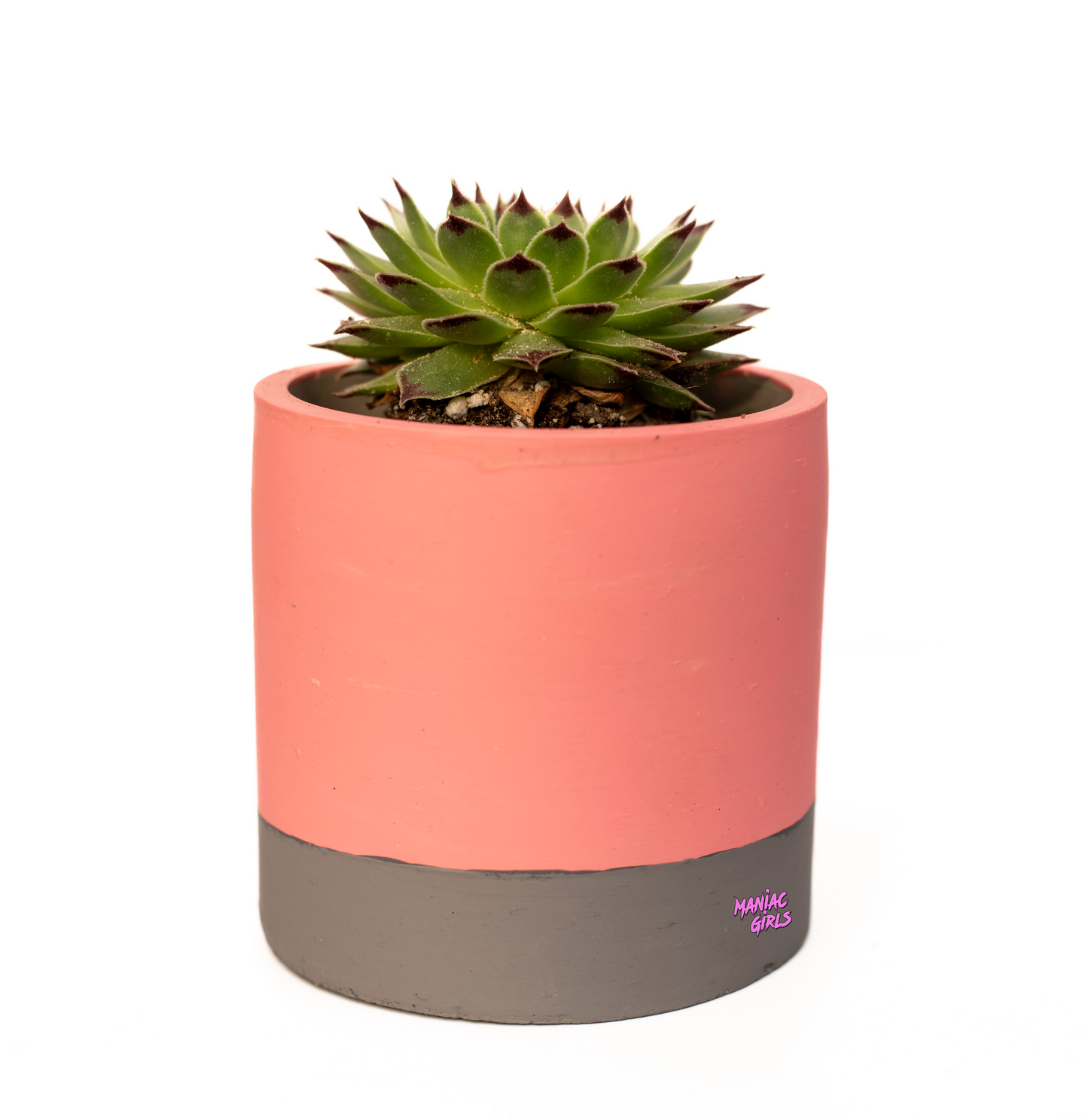Maniac Agave Pink and Gray Pot